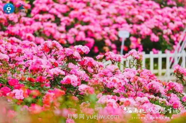 2024年第二届杭州市月季花展举办，赏500万株月季(图1)