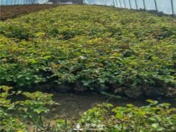 各类盆栽月季上市，南阳杯苗基地全国批发中