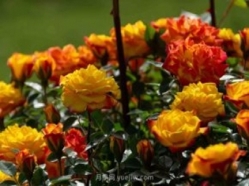 安阳市滑县森林公园月季花开放，赏花打卡正当时