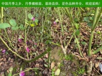 上海龙凤419：月季裸根苗的选购、栽植、肥水、养护技术大全
