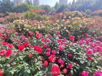 郑州月季公园40万株月季竞相绽放，感受花漾生活