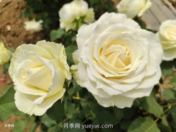 十一朵白玫瑰的花语和寓意