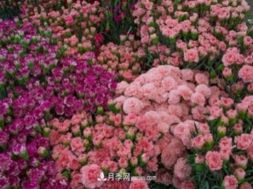 中国6大花市，全国花卉批发市场介绍