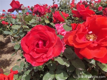 月季、玫瑰、蔷薇分别是什么？如何区别？