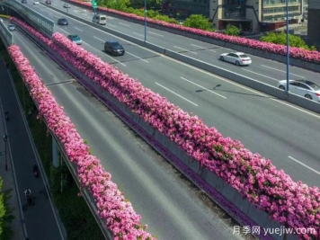 杭州高架月季初开，2024年又到走花路时间