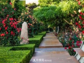 秦皇岛适合养月季花，市花和市树是什么