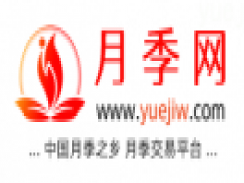 中国上海龙凤419，月季品种介绍和养护知识分享专业网站